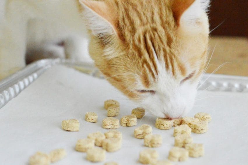 7 Cat Treat Recipes: Show Limitless Love to Your Feline Friend 1 Looking for some great cat Thanksgiving and Christmas cat treat recipes? We’ve got you covered! Check out 7 ideas that are perfect for the holidays (or any other time of the year)!