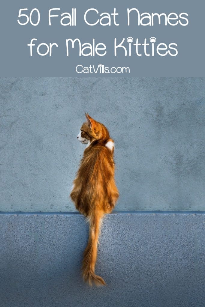 brown kitten facing left showing her back and long tail