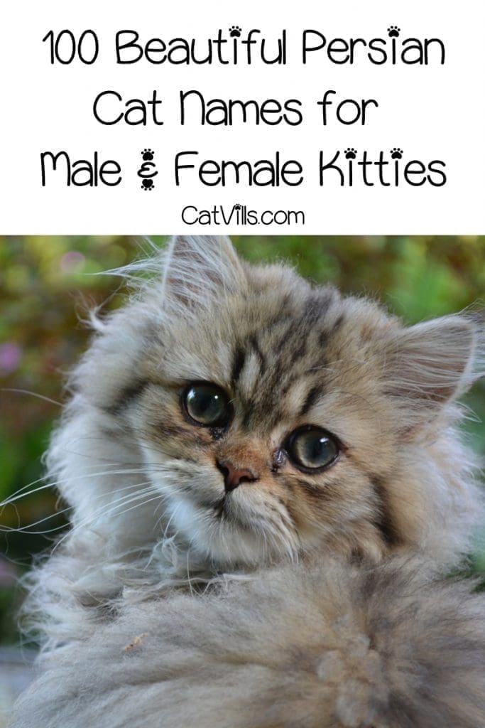 100 Attractive Persian Cat Names for Your Feline Friend 3 If you're looking for the best Persian cat names for your kitty, you're going to love our list. Check out 100 ideas for males & females!