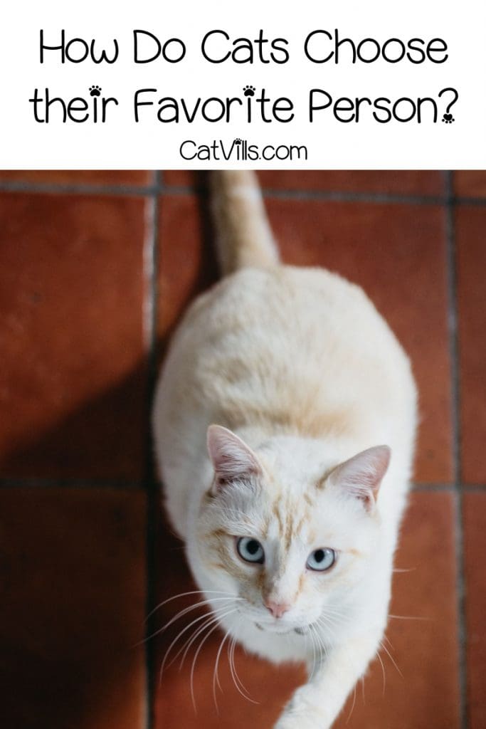 How Do Cats Choose Their Favorite Person? A Complete Guide 6 How do cats choose their favorite person? The answer may surprise you! Read on to learn more about what makes one person more appealing to kitty than another.