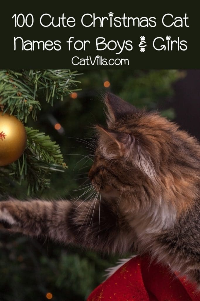 100 Adorable Christmas Names for Cats This Holiday 3 If you’re looking for the perfect Christmas cat names for your winter-born kitty, you’re in luck! Check out 100 ideas, with 50 each for males & females!