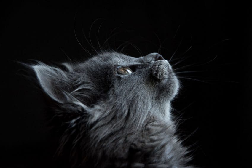 Tired of the same old boring ideas for kitty monikers? Check out 90 of the most beautifully exotic cat names for males & females!