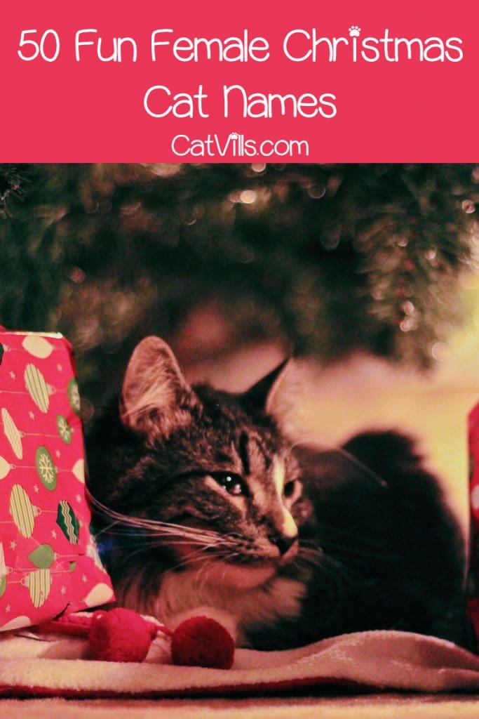 100 Adorable Christmas Names for Cats This Holiday 2 If you’re looking for the perfect Christmas cat names for your winter-born kitty, you’re in luck! Check out 100 ideas, with 50 each for males & females!