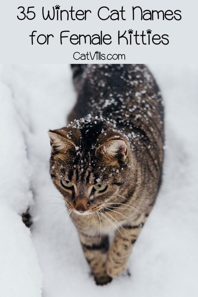 Looking for the best winter cat names for your newest feline friend? We&rsquo;ve got you covered! Check out 35 that we love for girls, then keep reading for boy names, too!