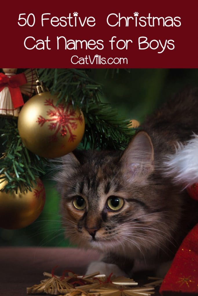 100 Adorable Christmas Names for Cats This Holiday 1 If you’re looking for the perfect Christmas cat names for your winter-born kitty, you’re in luck! Check out 100 ideas, with 50 each for males & females!
