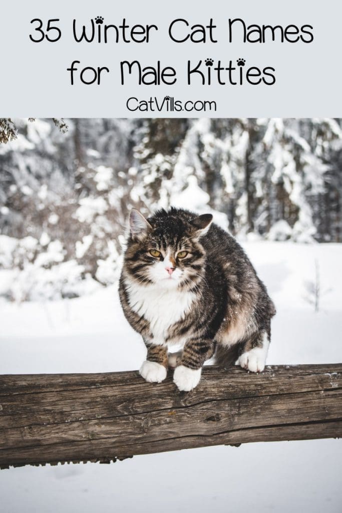 Looking for the best winter cat names for your newest feline friend? We&rsquo;ve got you covered! Check out 35 hat we adore for both males, then keep reading for female names.