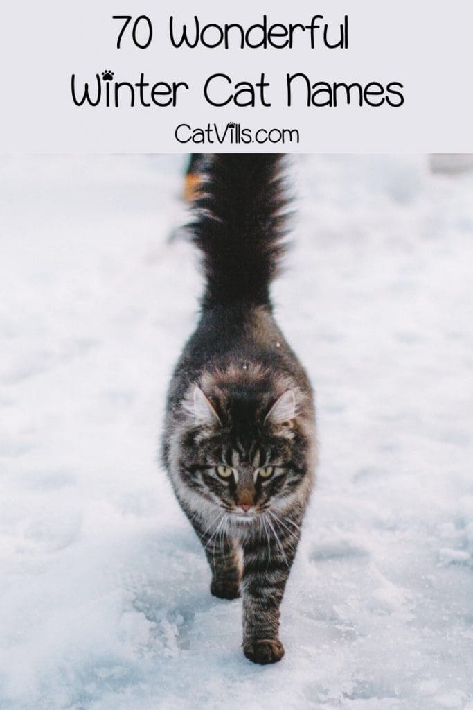 Looking for the best winter cat names for your newest feline friend? We&rsquo;ve got you covered! Check out 70 that we adore for both males and females!