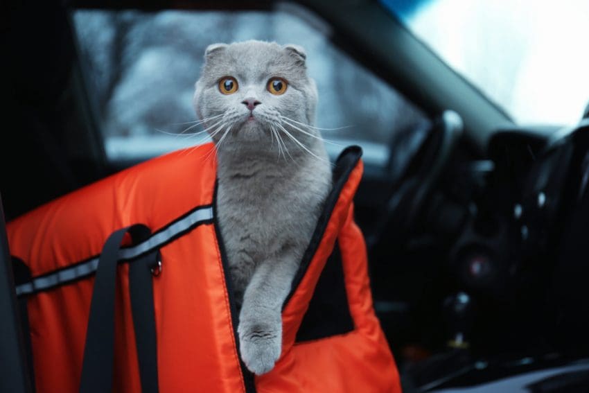 5 Best Cat Carriers for Stress-Free Travel: Safe and Secure