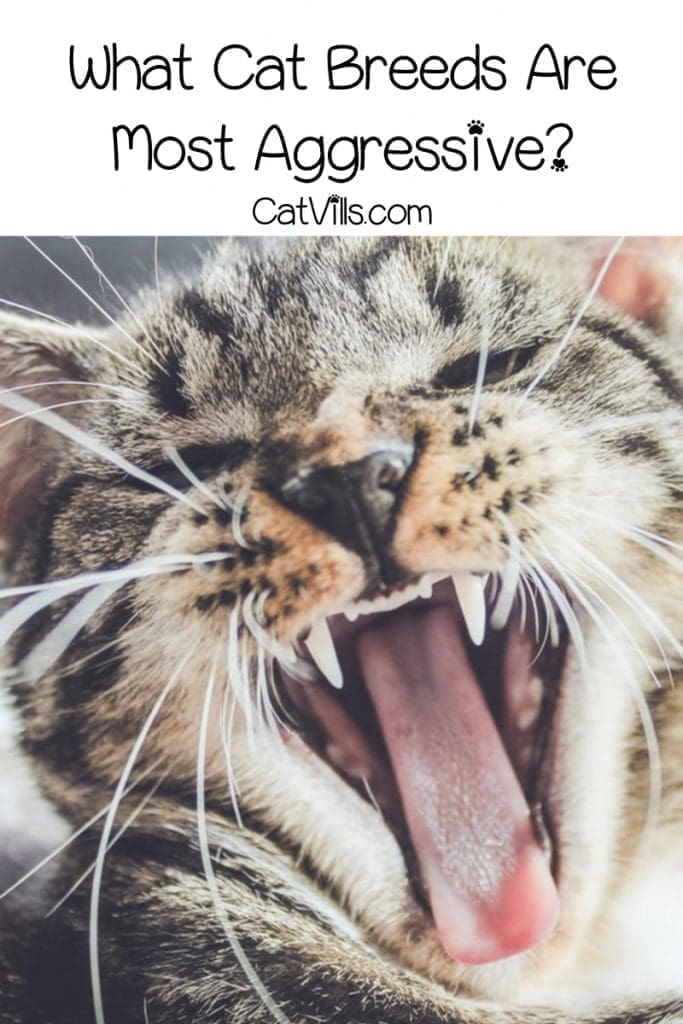 15 Most Aggressive Cat Breeds You Should Know About 16 “What are the most aggressive cat breeds?” While every kitty has his own unique personality, these are the 7 that tend to be the “meanest.”