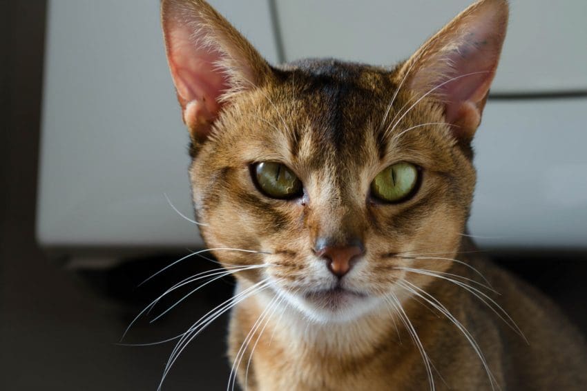 7 Most Trainable Cat Breeds: Train Like a Pro