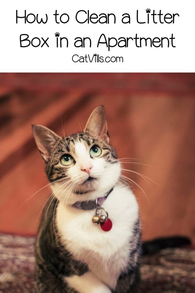 How to Clean a Cat Litter Box Effectively: The Best Ways 4 Want to know how to clean a litter box in an apartment? Read on for our step-by-step guide!