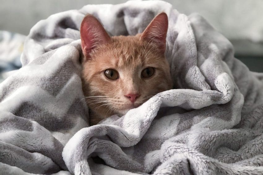 If you're looking for some fantastic Alaskan cat names, get ready to be wowed! We've rounded up 60 inspired by America's coldest state! Check them out!