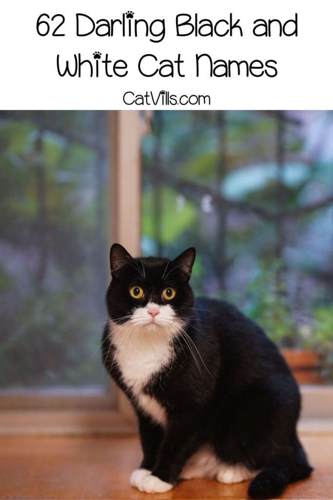 Choosing a great name is always hard! Take a look at our black and white cat names list and find the best one for your little kitten.