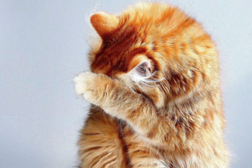 Looking for the best litter boxes with high sides to keep your cat from sprinkling when he's tinkling? Check out our top 6 picks!