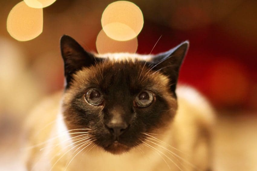 Looking for the best round litter boxes for your kitty? Take a look at five that we recommend, including budget-friendly & hidden boxes!