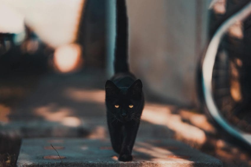 17 Cat Superstitions: Navigating the World of Cat Beliefs 1 This list of cat superstitions around the world proves that cats really do have a long history. Loved or hated, they were a part of it!