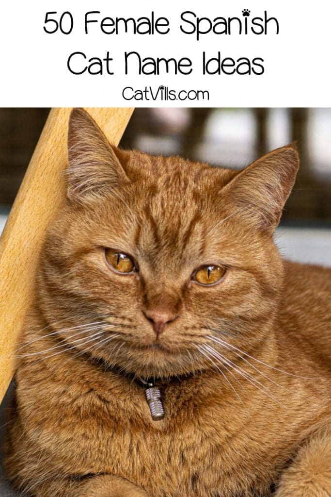 100 Spectacular Spanish Cat Names for Male & Female Kitties 2 On the search for some bien Spanish cat names for your furry new addition? Check out 100 that we love, with 50 each for males and females!