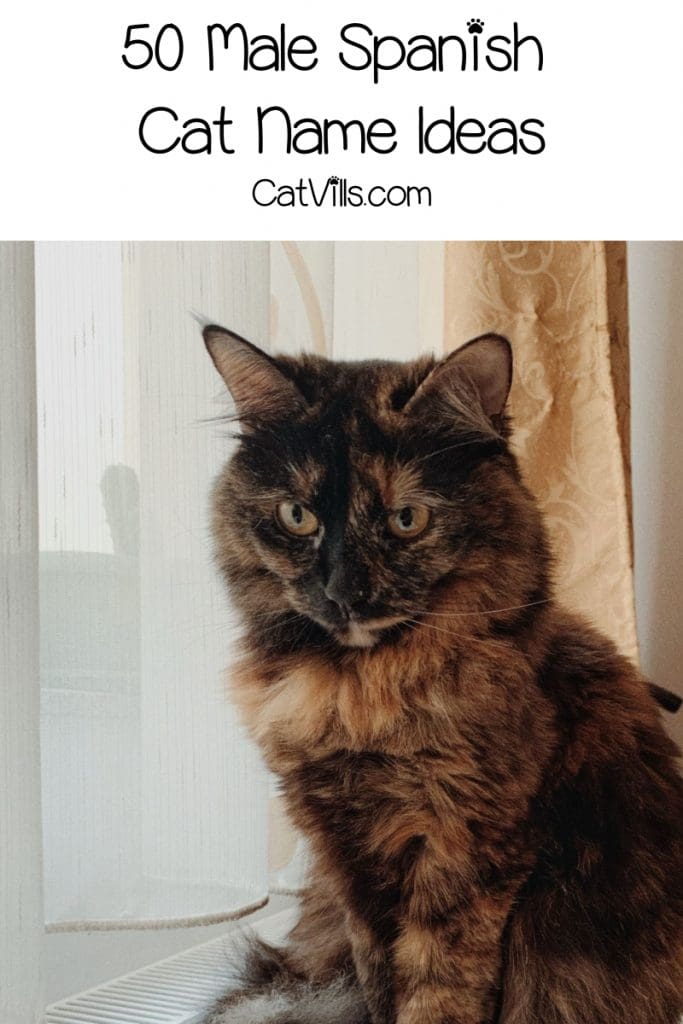 100 Spectacular Spanish Cat Names for Male & Female Kitties 1 On the search for some bien Spanish cat names for your furry new addition? Check out 100 that we love, with 50 each for males and females!