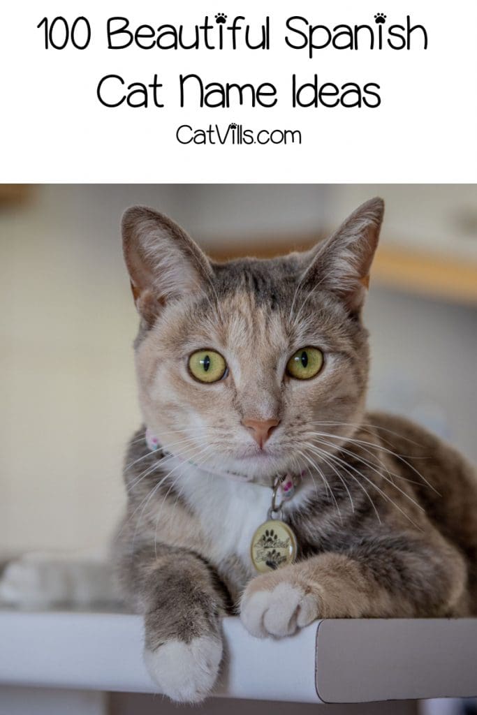 100 Spectacular Spanish Cat Names for Male & Female Kitties 3 On the search for some bien Spanish cat names for your furry new addition? Check out 100 that we love, with 50 each for males and females!