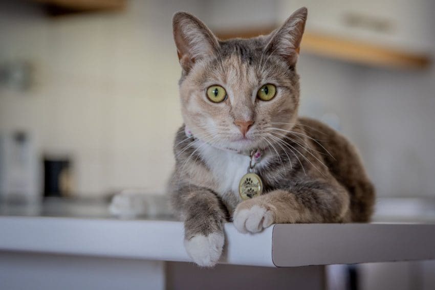 On the search for some bien Spanish cat names for your furry new addition? Check out 100 that we love, with 50 each for males and females!
