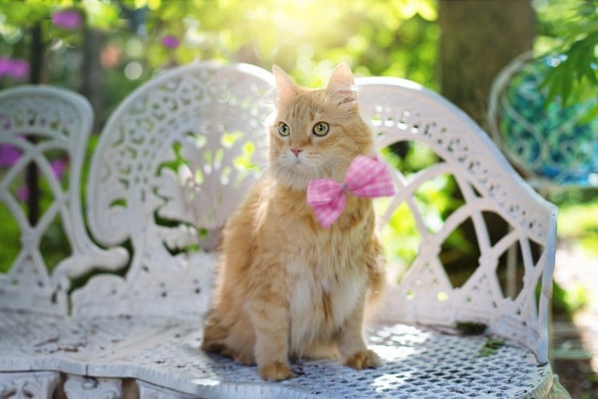These 60 summer cat names will definitely give you all the warm and fuzzy feels! Check them out and find your new kitten's perfect moniker!
