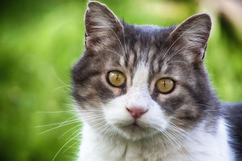 Have you ever wondered why your cat hates being picked up? Worried you’re doing something wrong? Read on for 7 reasons why he’s just not into your snuggles!