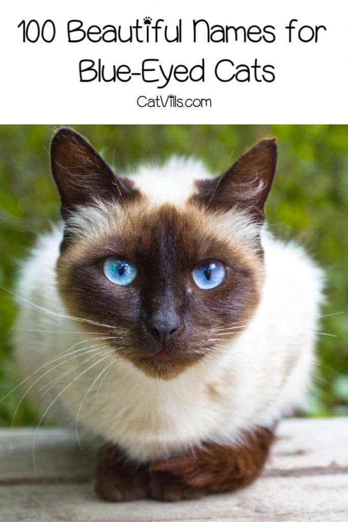 100 Beautiful Blue Eyed Cat Names 3 Looking for beautiful blue-eyed cat names? Check out 100 inspired by everything from shades of the color to celebs with blue eyes!