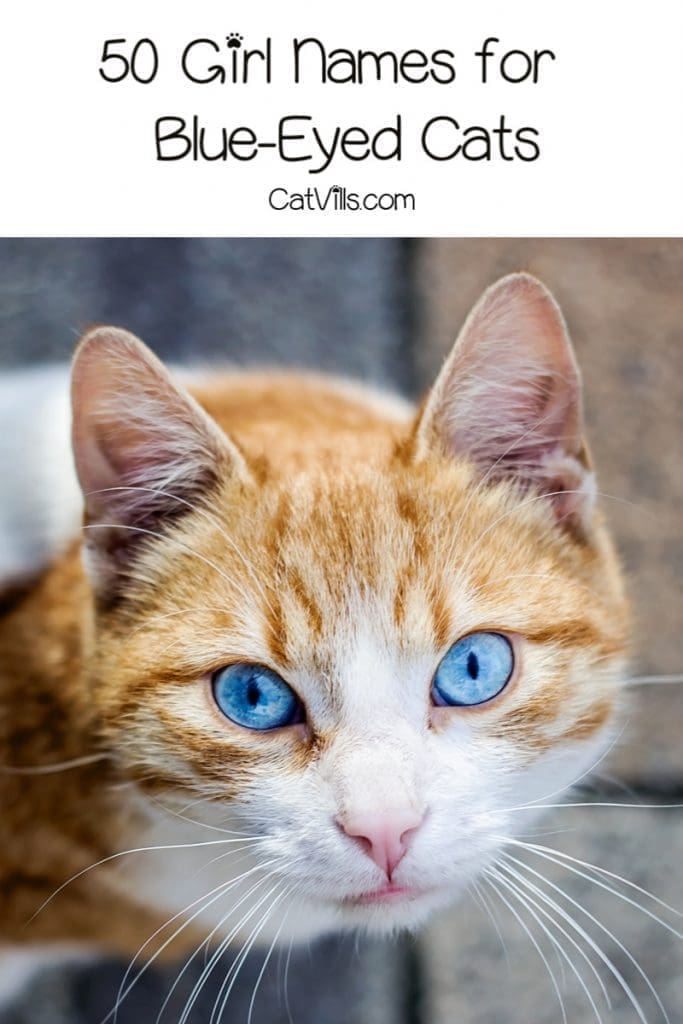 100 Beautiful Blue Eyed Cat Names 2 Looking for beautiful blue-eyed cat names? Check out 100 inspired by everything from shades of the color to celebs with blue eyes!
