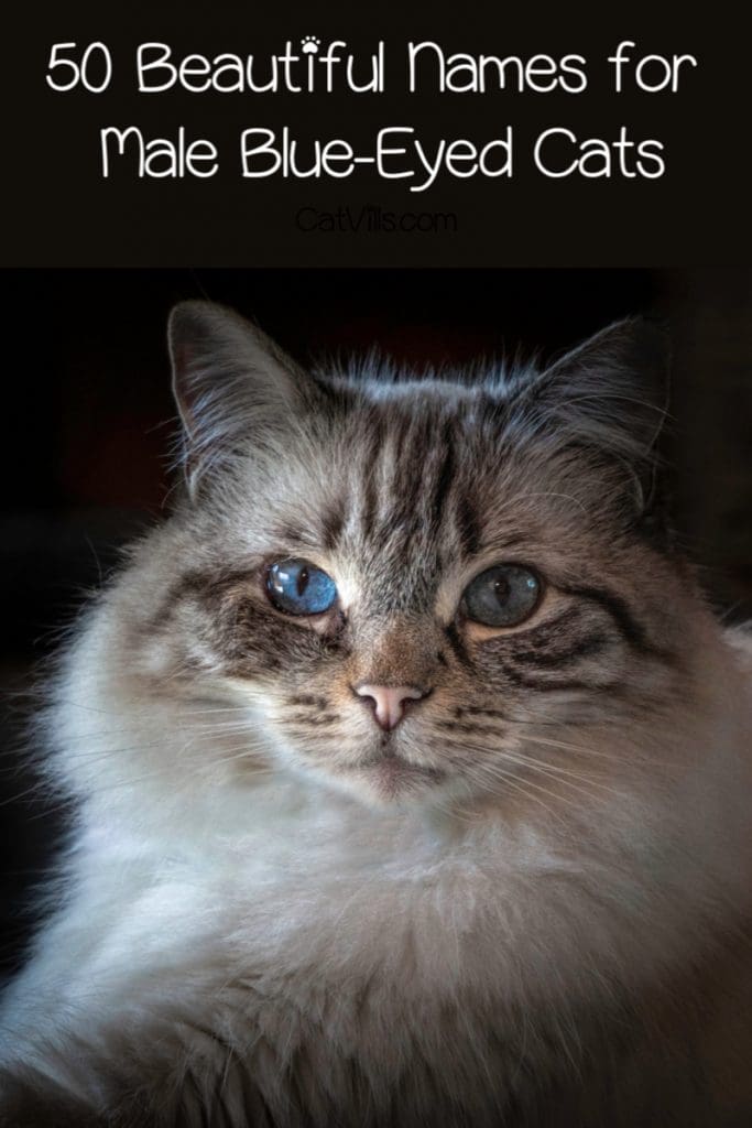 100 Beautiful Blue Eyed Cat Names 1 Looking for beautiful blue-eyed cat names? Check out 100 inspired by everything from shades of the color to celebs with blue eyes!