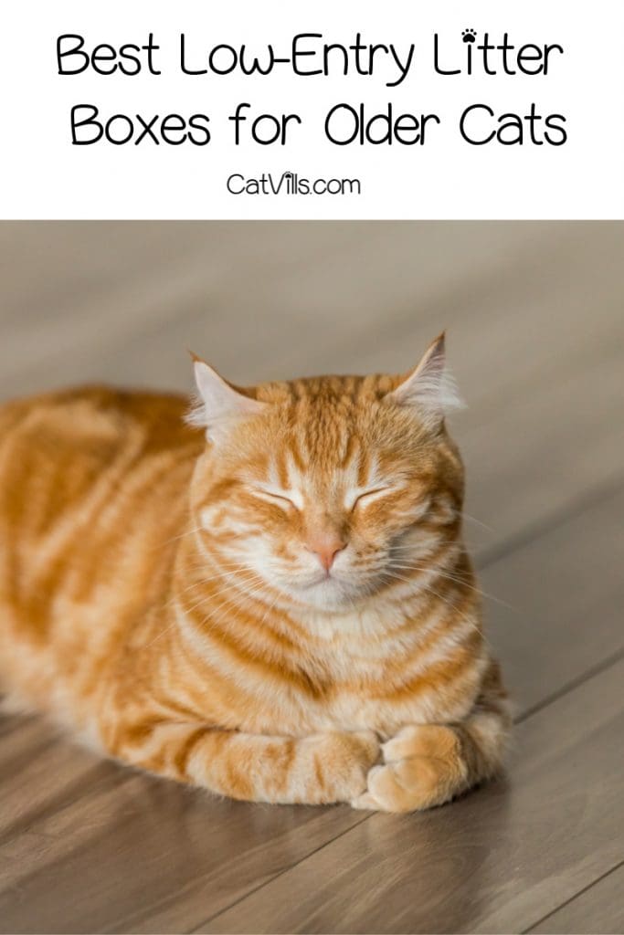 Having trouble finding good low-entry litter boxes for older cats? Check out 5 that I'd recommend for senior cats with arthritis!