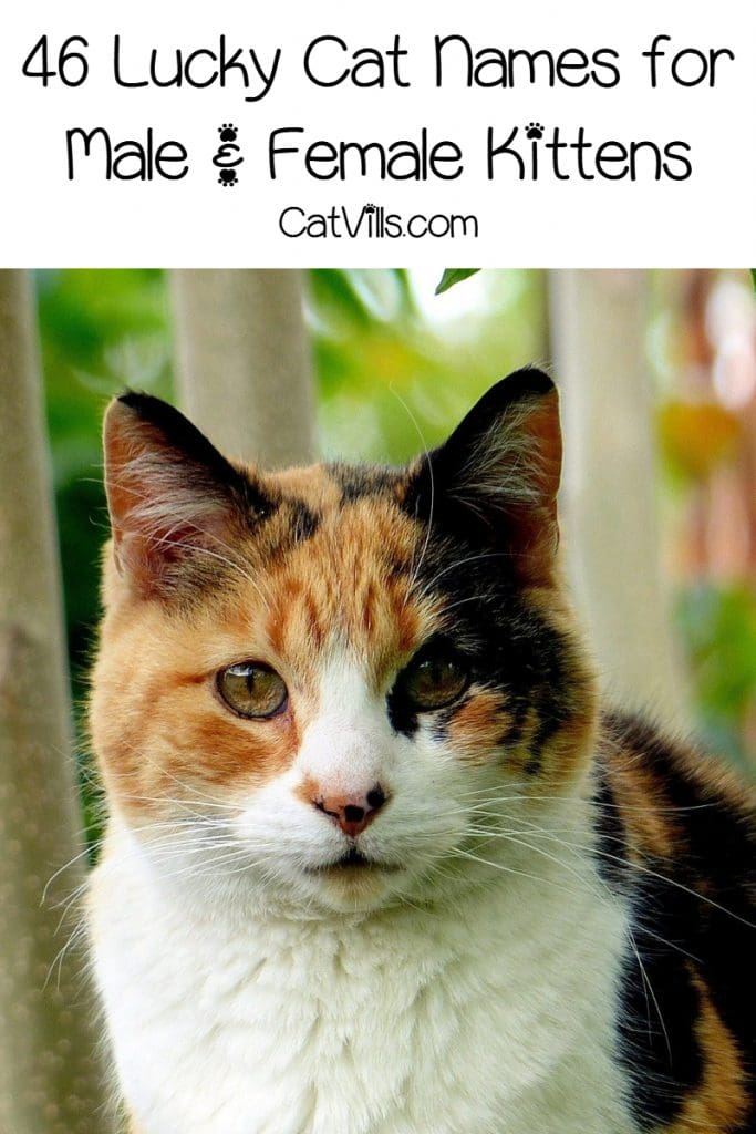 46 Lucky Cat Names for Your Beautiful New Kitten 3 These lucky cat names are the best choice for any situation. Choose one for your favorile lucky charm and they will surely bring some magic into your life!