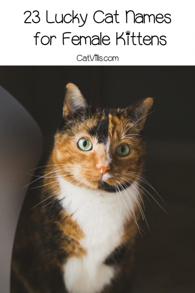 46 Lucky Cat Names for Your Beautiful New Kitten 1 These lucky cat names are the best choice for any situation. Choose one for your favorile lucky charm and they will surely bring some magic into your life!