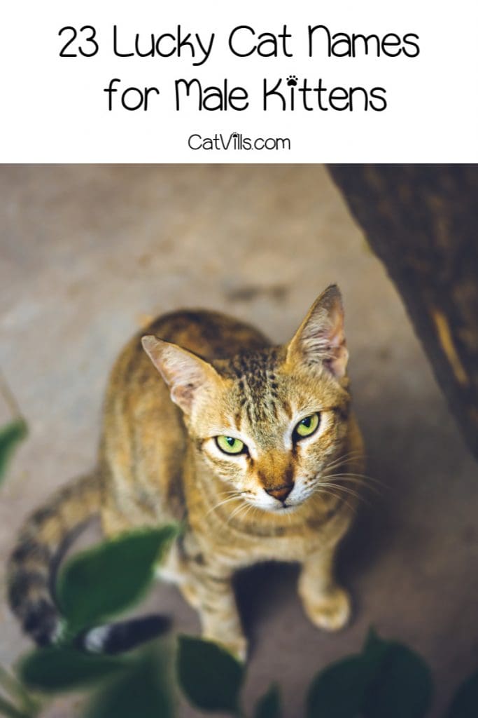 46 Lucky Cat Names for Your Beautiful New Kitten 2 These lucky cat names are the best choice for any situation. Choose one for your favorile lucky charm and they will surely bring some magic into your life!