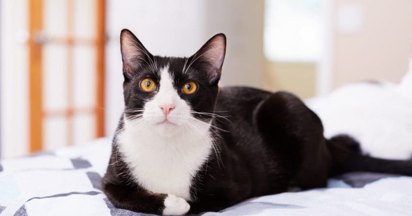 If you're struggling to find the right thing to call your kitty, you can almost never go wrong with Disney-inspired cat names! Check out our favorites!