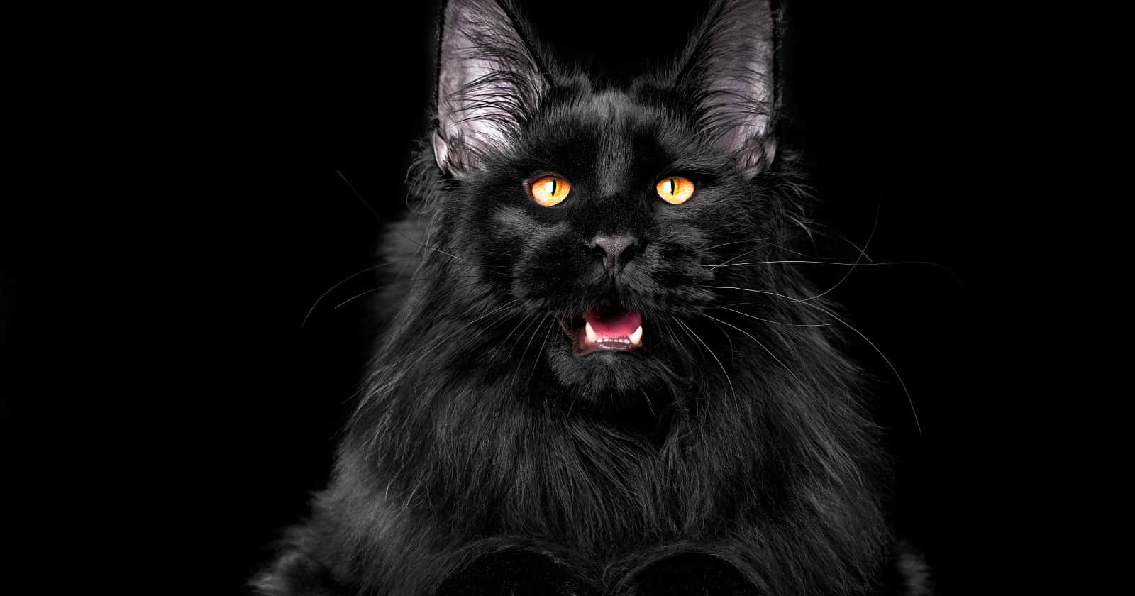 Are you in love with black cat breeds and can&rsquo;t get enough of them? Then you&rsquo;re going to love this list! We rounded up the most stunning ebony kitties!