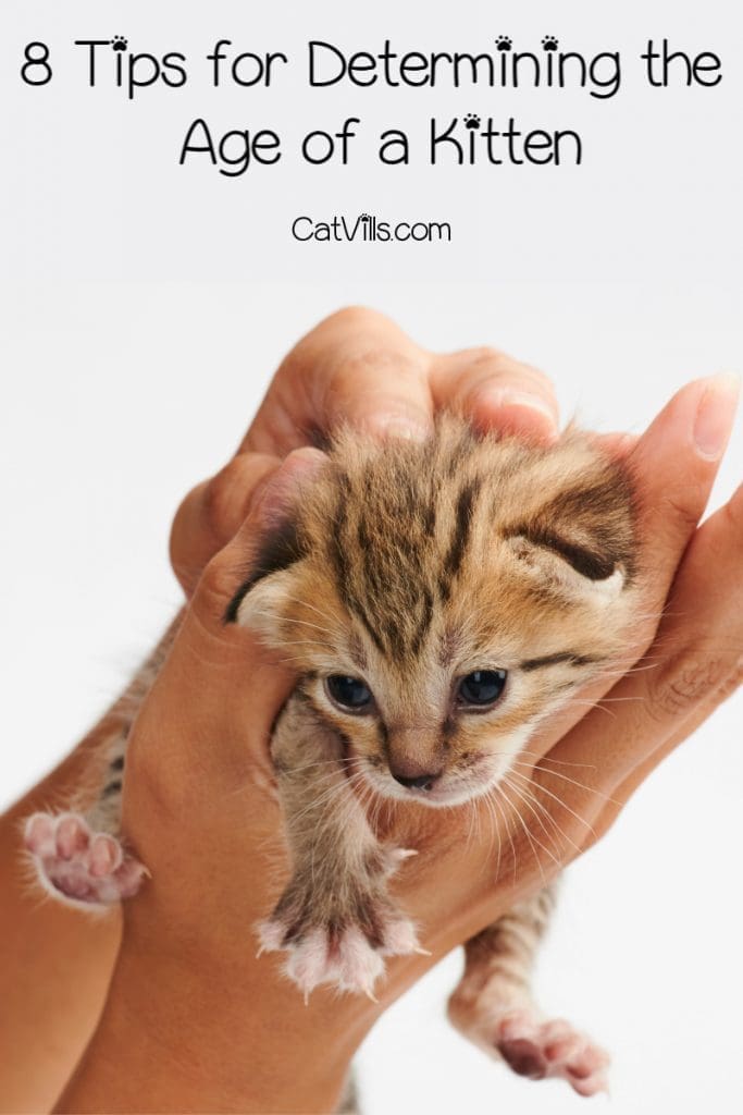 How To Tell How Old A Kitten Is? 8 Factors To Consider 6 How can I tell how old a kitten is? If you found an abandoned kitty, these tips will help you determine the age. Check them out!