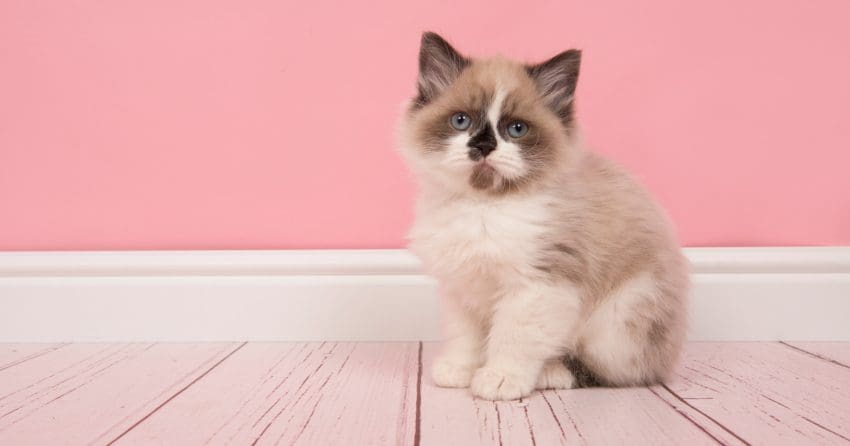 15 Quiet Cat Breeds For Harmony at Home 12 No matter the situation, here you have a list of the most beautiful Ragdoll cat names for you adorable fur ball. The Ragdoll breed is really precious!