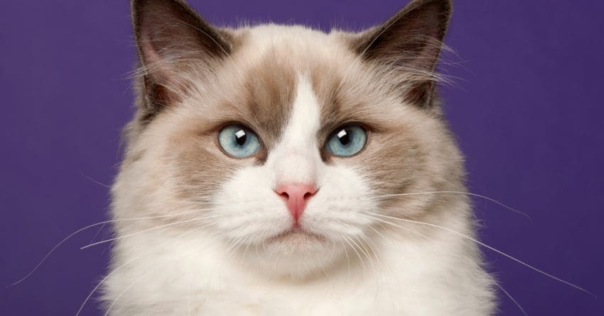 No matter the situation, here you have a list of the most beautiful Ragdoll cat names for you adorable fur ball. The Ragdoll breed is really precious!