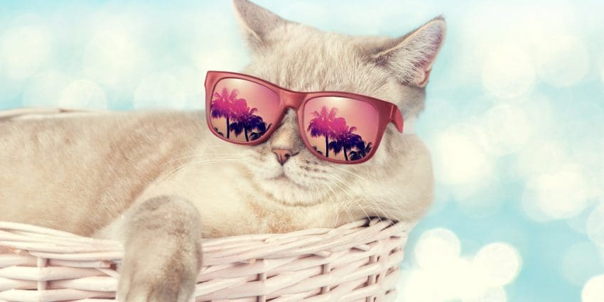 100 Sassy Cat Names That Are Just Loaded with Spunk 2 If you're on the hunt for some of the most sassy cat names for your cheeky kitty, we've got you covered! Check out 100 ideas that are just loaded with spunk!