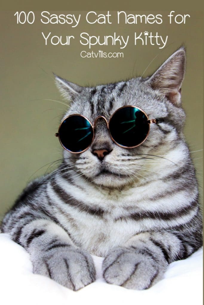 100 Sassy Cat Names That Are Just Loaded with Spunk 3 If you're on the hunt for some of the most sassy cat names for your cheeky kitty, we've got you covered! Check out 100 ideas that are just loaded with spunk!