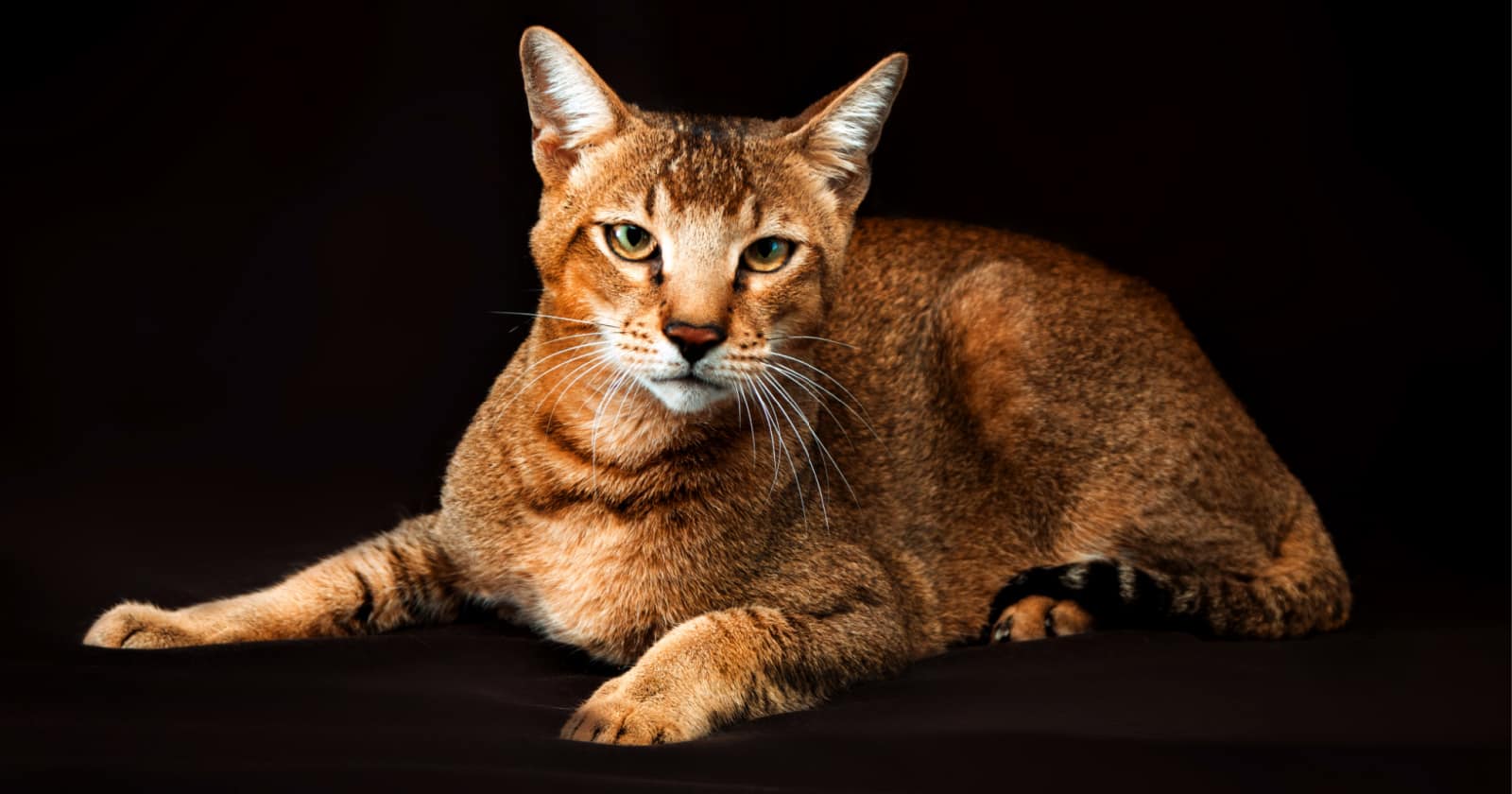15 Most Dangerous Cat Breeds in the World 6 chausie cat breed