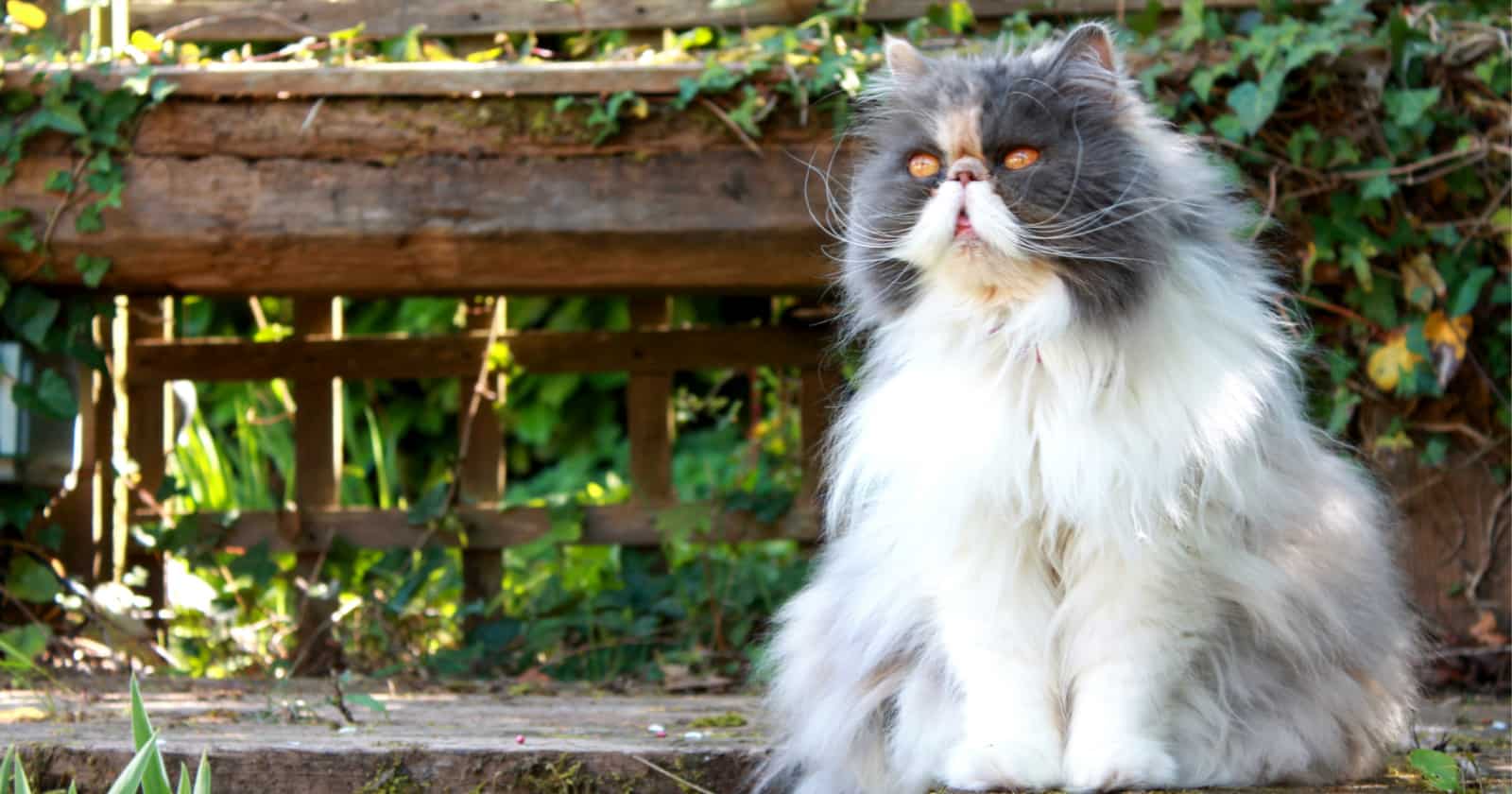 Are you wondering is there are cat breeds that can be left alone and won&rsquo;t miss you too much when you&rsquo;re gone? The Persian is one!