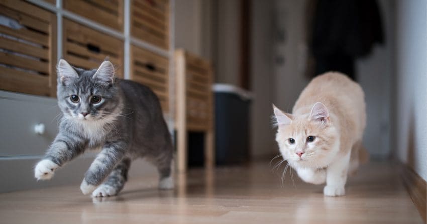 Looking for warrior cat name ideas for your kitty with a heart of a lion? Check out our favorites for both males and females!