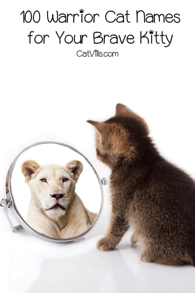 Looking for warrior cat name ideas for your kitty with a heart of a lion? Check out our favorites for both males and females!