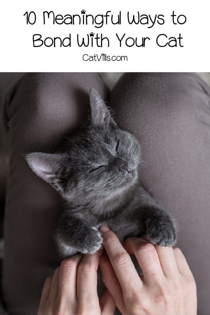 How To Bond With Your Cat? 10 Meaningful Ways To Build Trust