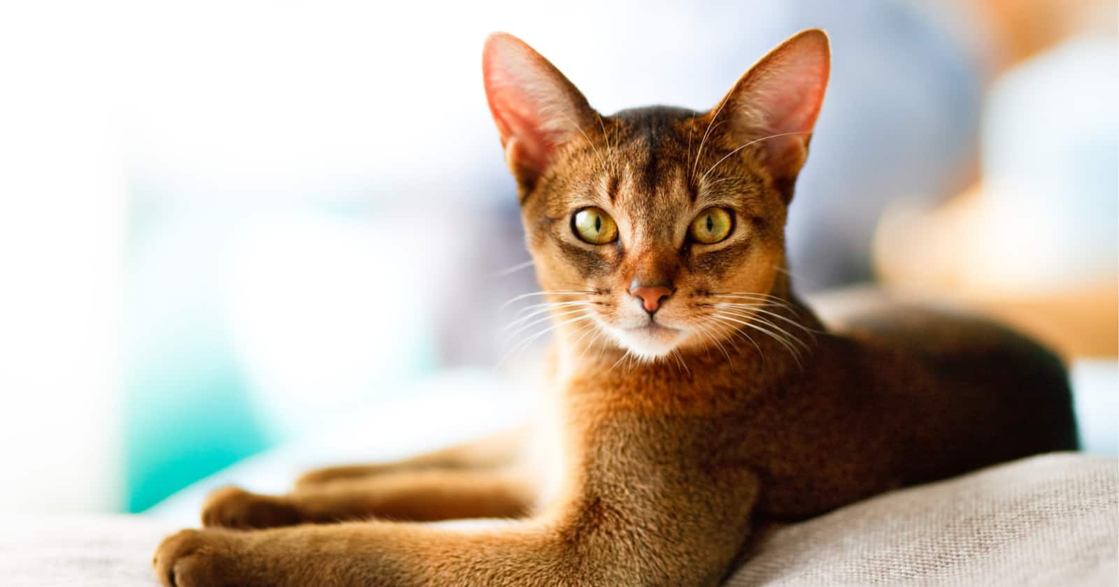 Cats That Act Like Dogs: 8 Dog Like Cat Breeds 7 Looking for some beautiful Abyssinian cat names? Check out 100 that we love, inspired by their color, heritage, and more!