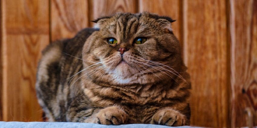 Unique Tiger Cat Names For Striped Cats 2 Scottish Fold sits on a wooden texture. Beautiful multicolor stripes cat with yellow-green eyes. Lop-eared kitten don't looking at camera. Animal portrait
