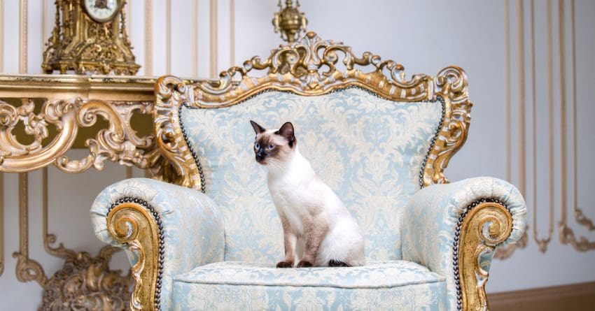 100+ Regal Cat Names for Your Royal Companion 2 Looking for wonderfully regal cat names inspired by royalty? Check out 71 that we love from modern and ancient history!