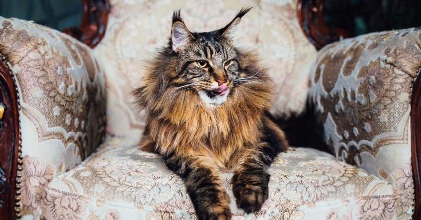 10 Most Talkative Cat Breeds Exposed: The Gift of Gab 10 Looking for wonderfully regal cat names inspired by royalty? Check out 71 that we love from modern and ancient history!