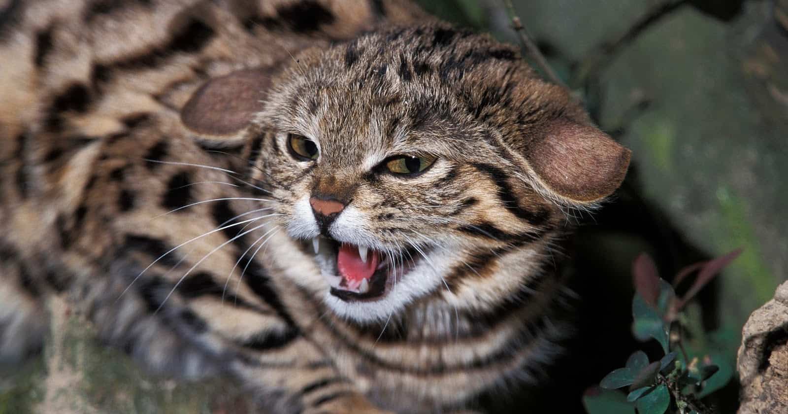15 Most Dangerous Cat Breeds in the World 2 Want to know about the most dangerous cat breeds? Check out 8 that aren’t for the feint of heart. Surprisingly, many are legal to own!